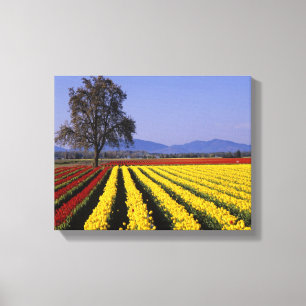 WA, Skagit Valley, Skagit Valley Tulpe Leinwanddruck