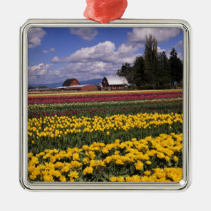 WA, Skagit Valley, Skagit Valley Tulpe Silbernes Ornament
