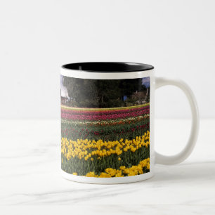 WA, Skagit Valley, Skagit Valley Tulpe Zweifarbige Tasse