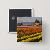 WA, Skagit Valley, Tulip Felder in Blüte, at Button (Vorne & Hinten)