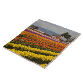 WA, Skagit Valley, Tulip Felder in Blüte, at Fliese (Seite)