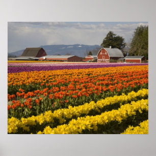 WA, Skagit Valley, Tulip Felder in Blüte, at Poster