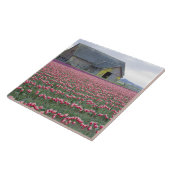 WA, Skagit Valley, Tulip Field und Barn Fliese (Seite)