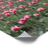 WA, Skagit Valley, Tulip Field und Barn Poster (Ecke)