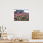 WA, Skagit Valley, Tulip Field und Barn Poster (Küche)