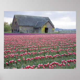WA, Skagit Valley, Tulip Field und Barn Poster