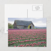 WA, Skagit Valley, Tulip Field und Barn Postkarte (Vorne/Hinten)