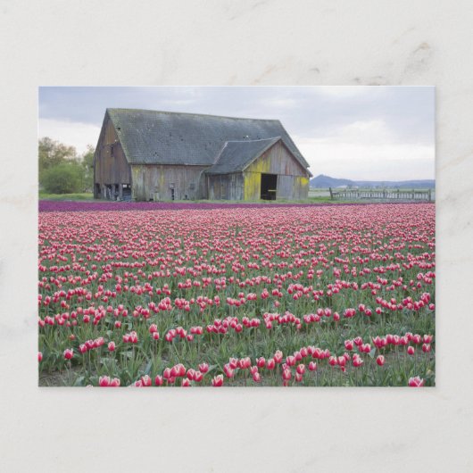 WA, Skagit Valley, Tulip Field und Barn Postkarte (Vorderseite)
