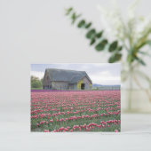 WA, Skagit Valley, Tulip Field und Barn Postkarte (Stehend Vorderseite)