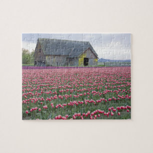 WA, Skagit Valley, Tulip Field und Barn Puzzle