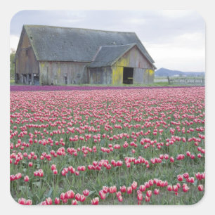 WA, Skagit Valley, Tulip Field und Barn Quadratischer Aufkleber