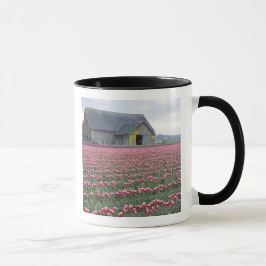 WA, Skagit Valley, Tulip Field und Barn Tasse (Rechts)