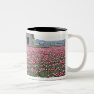 WA, Skagit Valley, Tulip Field und Barn Zweifarbige Tasse
