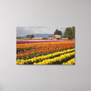 WA, Skagit Valley, Tulpenfelder in Blüte, bei Leinwanddruck