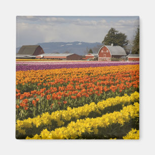 WA, Skagit Valley, Tulpenfelder in Blüte, bei Magnet
