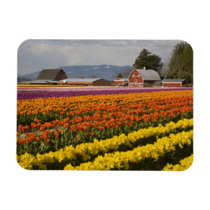 WA, Skagit Valley, Tulpenfelder in Blüte, bei Magnet