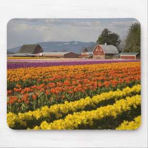 WA, Skagit Valley, Tulpenfelder in Blüte, bei Mousepad