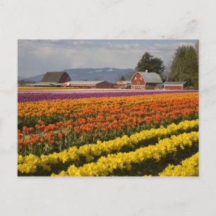 WA, Skagit Valley, Tulpenfelder in Blüte, bei Postkarte
