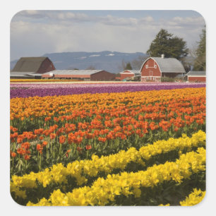 WA, Skagit Valley, Tulpenfelder in Blüte, bei Quadratischer Aufkleber