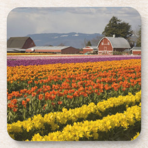 WA, Skagit Valley, Tulpenfelder in Blüte, bei Untersetzer