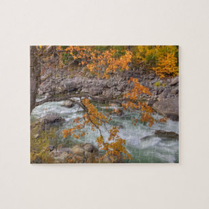 WA, Wenatchee National Forest, Ahorn und Puzzle