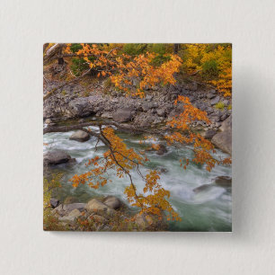 WA, Wenatchee National Forest, Ahornbaum und Button