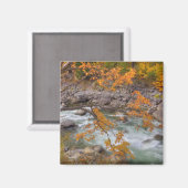 WA, Wenatchee National Forest, Ahornbaum und Magnet (Vorderseite/Rückseite)