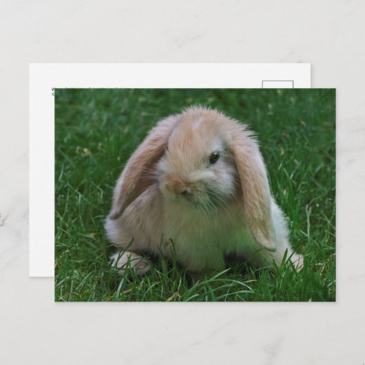 Wabbit Postkarte (Vorne/Hinten)