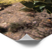 Waboom Protea (Protea Nitidia), Langeberg Poster (Ecke)