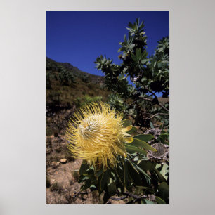 Waboom Protea (Protea Nitidia), Langeberg Poster