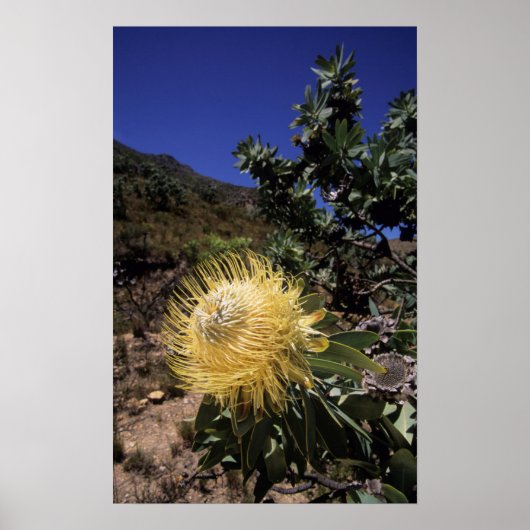 Waboom Protea (Protea Nitidia), Langeberg Poster (Vorne)