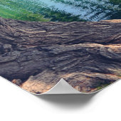 Wachen Willow Tree 20" x 16" Poster Paper (Matte) (Ecke)