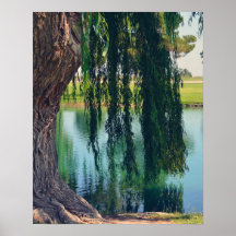 Wachen Willow Tree 20" x 16" Poster Paper (Matte)