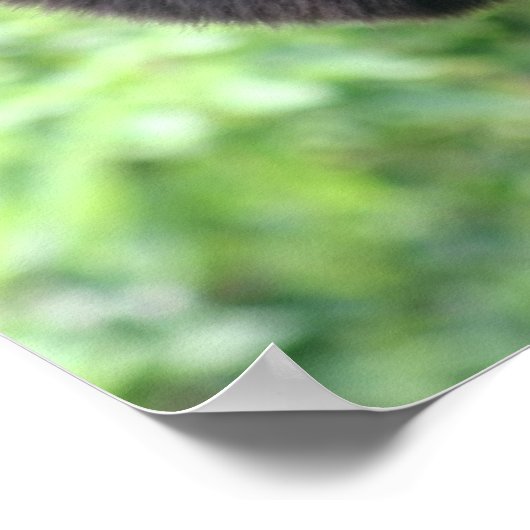 Wachende Affe Poster (Ecke)