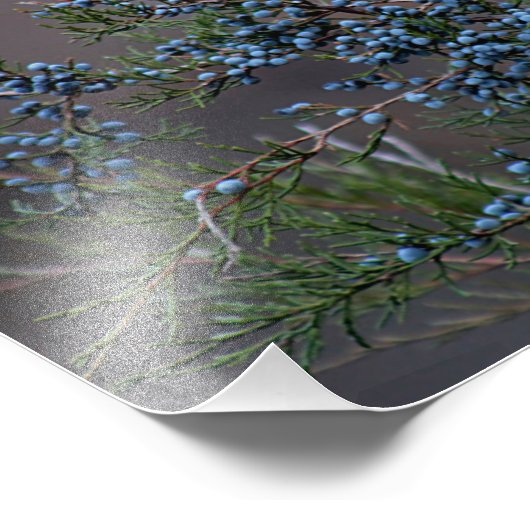 Wacholderbeeren Fotodruck (Ecke)