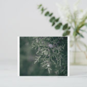 Wacholderbeeren Postkarte (Stehend Vorderseite)