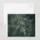 Wacholderbeeren Postkarte (Vorne/Hinten)