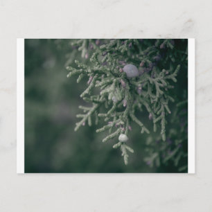 Wacholderbeeren Postkarte