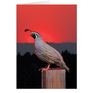 WACHPOSTEN AM SONNENUNTERGANG