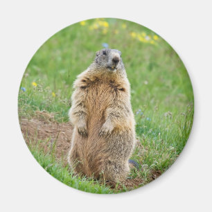 Wachpostenmurmeltier Magnet