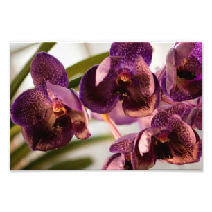 Wachs-Blumen-Gruppe Orchideen-Vandas reine Fotodruck