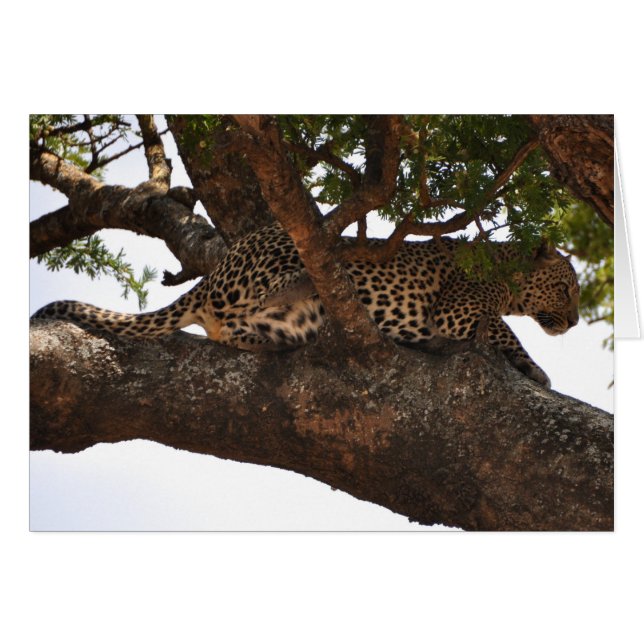 Wachsam (Vorderseite (Horizontal))