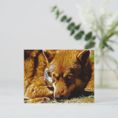 wachsam postkarte (Stehend Vorderseite)