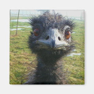 Wachsame Augen EMU Magnet