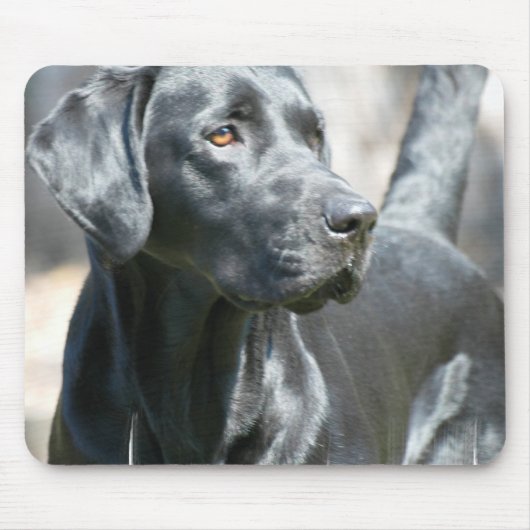 Wachsame schwarze Labrador-Mausunterlage Mousepad (Vorne)