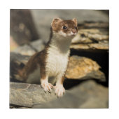 Wachsamer Weasel Fliese (Vorderseite)