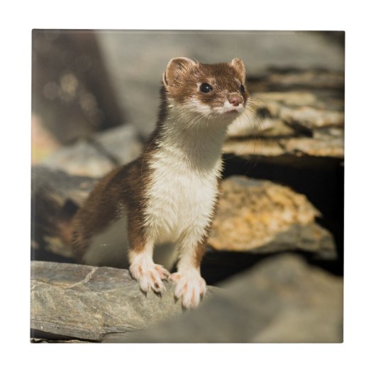 Wachsamer Weasel Fliese (Vorderseite)