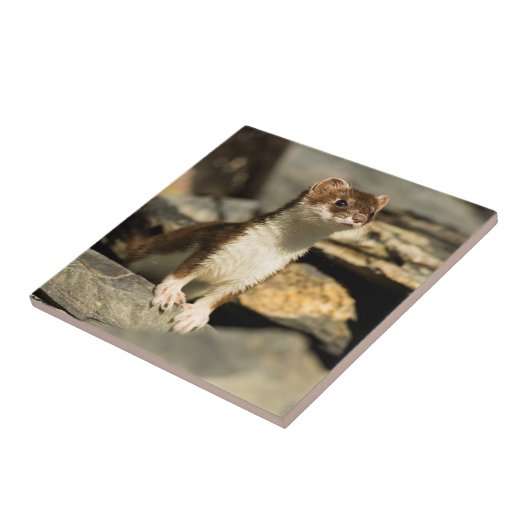 Wachsamer Weasel Fliese (Seite)