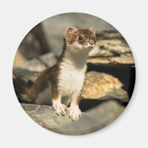 Wachsamer Weasel Magnet
