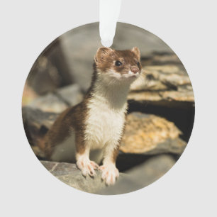 Wachsamer Weasel Ornament